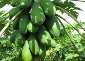 节奏和吃瓜,畅享吃瓜盛宴