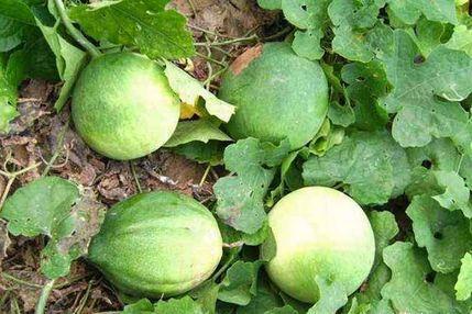 新鲜瓜篓怎样吃,探索新鲜瓜篓的多彩吃法