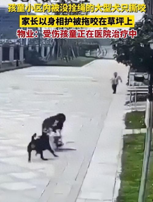 成都白狗吃瓜事件,宠物界的意外“网红”现象