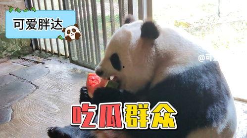 熊猫喜姐吃瓜,熊猫喜姐的夏日瓜果盛宴